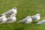 Joe Seagulls Joe Seagulls